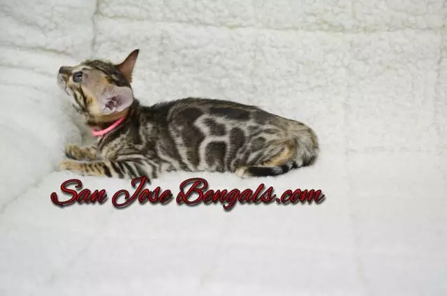 San Jose Bengal Cats