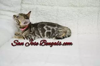 San Jose Bengal Cats