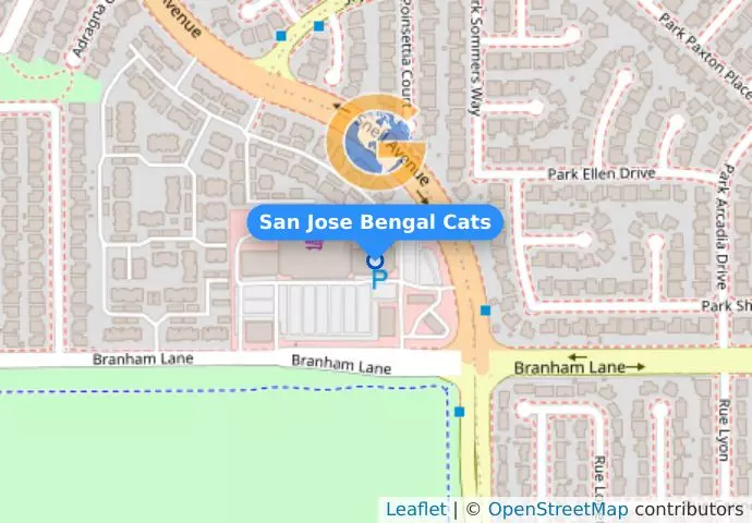 San Jose Bengal Cats